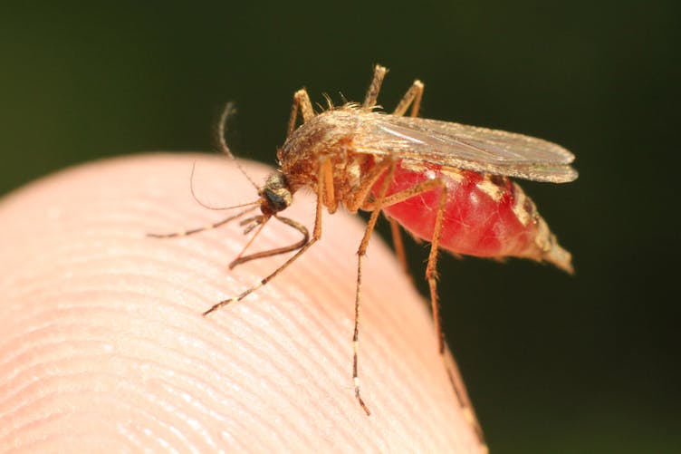 moustique femme anophèle transmettant le paludisme