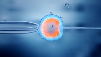 FIV : embryons congelés ou frais, les mêmes chances de succès