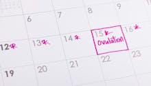 Ovulation : calcul, durée, calendrier… tout ce qu’il faut savoir