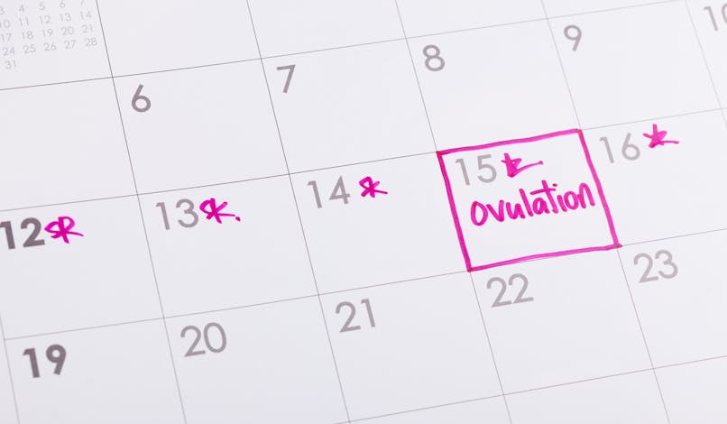 Ovulation : calcul, durée, calendrier... tout ce qu'il faut savoir
