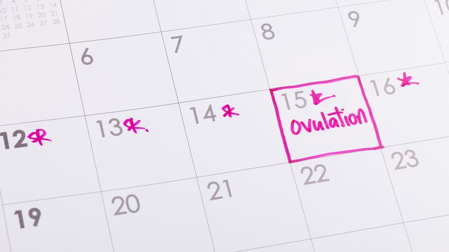 Calendrier d'ovulation et période d'ovulation