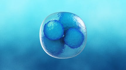 Des scientifiques créent des embryons “synthétiques”, sans ovule ni spermatozoïde