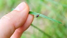 Maladie de Lyme : comment faire avec une tique accrochée ?