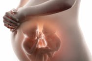 Dotée de deux utérus, elle tombe enceinte des deux en même temps