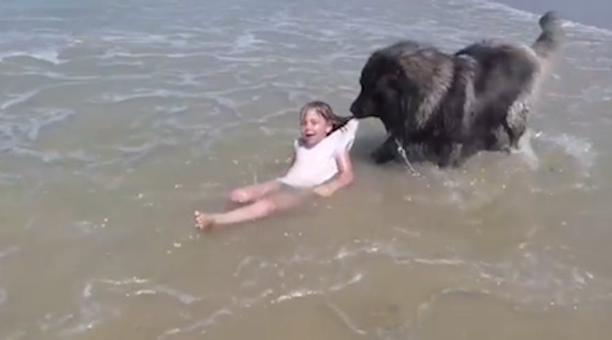 un chien sauve une fillette de la noyade