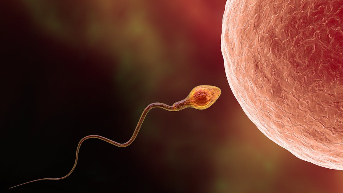 conception ovule/spermatozoïde