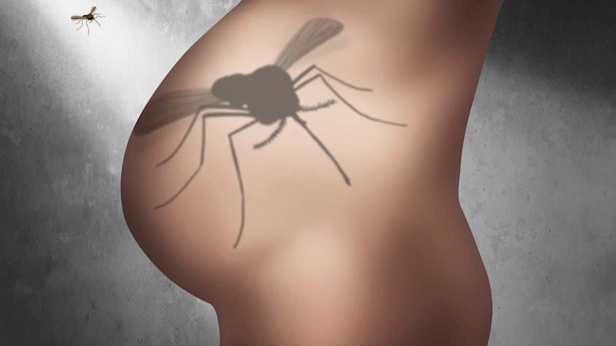 illustration grossesse et moustique