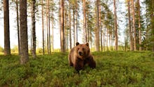 Aux Etats-Unis : un enfant de 3 ans perdu en forêt dit avoir survécu grâce à un ours !