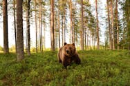 Aux Etats-Unis : un enfant de 3 ans perdu en forêt dit avoir survécu grâce à un ours !