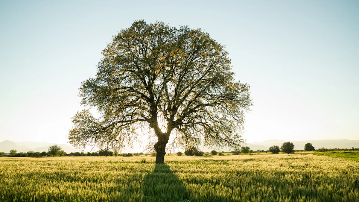 En Belgique Un Arbre Plante Pour Chaque Nouvelle Naissance De Bebe Parents Fr En Belgique Un Arbre Plante Pour Chaque Nouvelle Naissance De Bebe Parents Fr