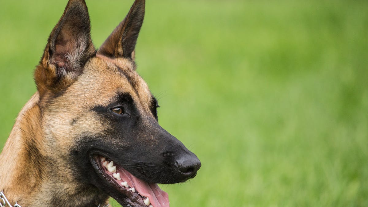 Alpes Maritimes Un Enfant De 3 Ans Mordu 56 Fois Par Un Chien Parents Fr Alpes Maritimes Un Enfant De 3 Ans Mordu 56 Fois Par Un Chien Parents Fr