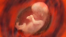 Ces muscles de “lézard” qu'ont les bébés in utero, et qui disparaissent à la naissance