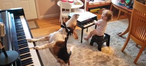 Cette Petite Fille Mélomane Et Son Chien Pianiste Sont Des