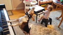 Buzz : une petite fille et son chien forment un duo musical génial !