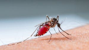 Paludisme : des chercheurs sur la piste d'un vaccin pour protéger les femmes enceintes