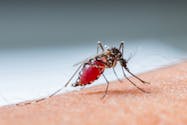 Paludisme : des chercheurs sur la piste d'un vaccin pour protéger les femmes enceintes