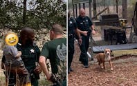 Perdu dans les bois, un petit garçon de 3 ans est protégé par son chien
