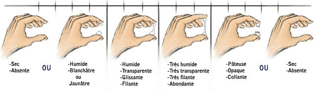 A Quoi Ressemblent Vos Glaires Cervicales En Images Babycenter