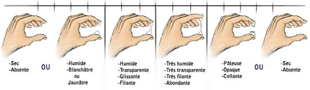 Glaire cervicale et perte ovulation : définition, observation ...