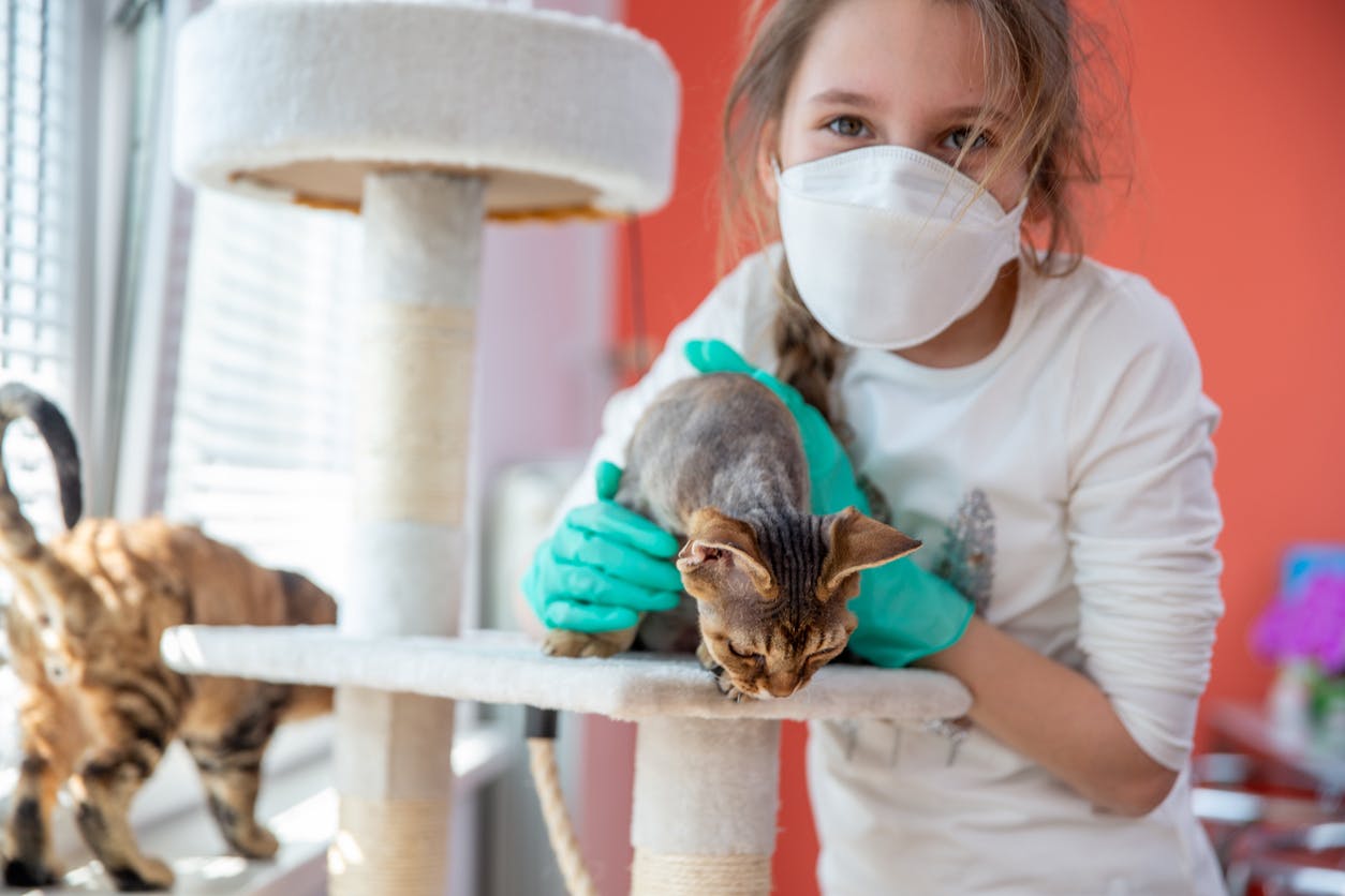 Coronavirus Un Chat Contamine En France Parents Fr Coronavirus Un Chat Contamine En France Parents Fr