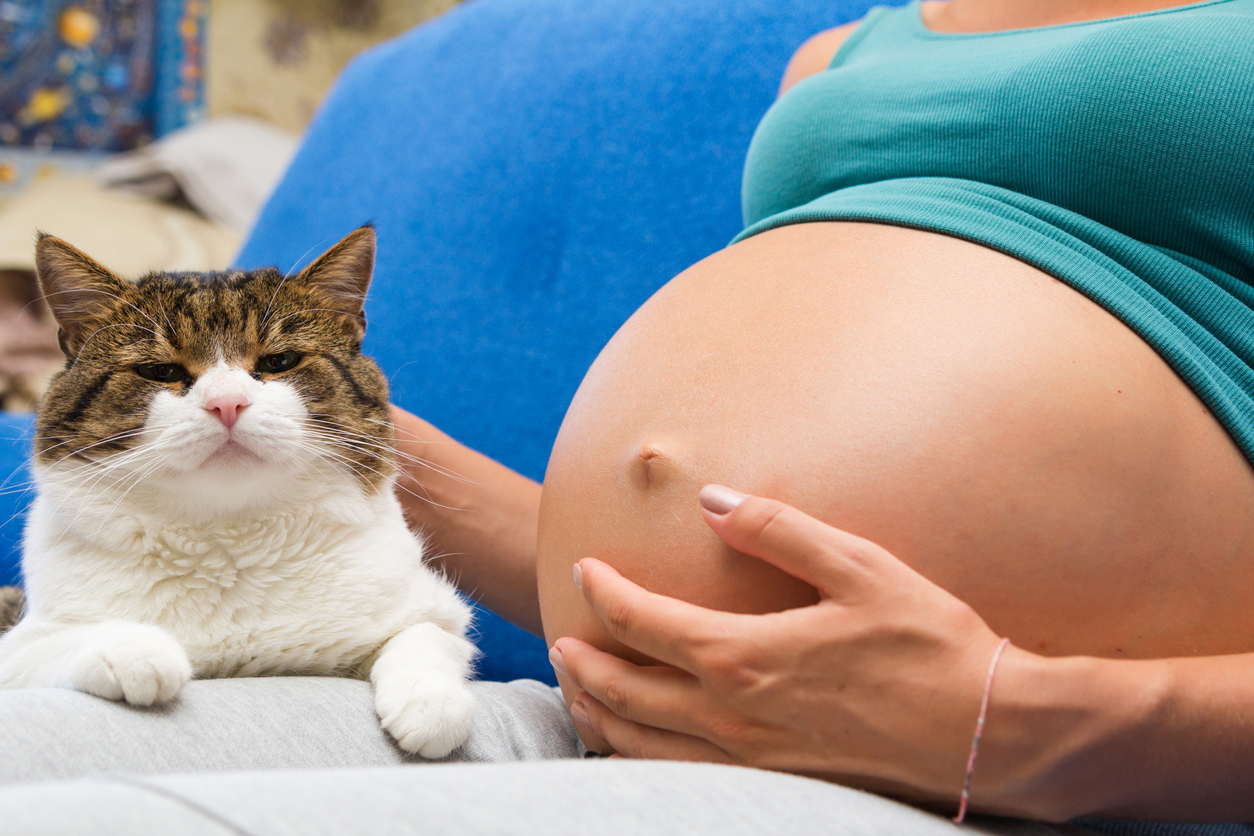 Un Chat Responsable D Une Grossesse Parents Fr