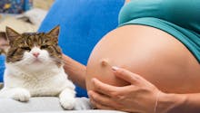 Grossesse : elle tombe enceinte à cause de son chat !