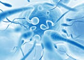 Les spermatozoïdes ne nagent pas comme on le pensait, selon une nouvelle étude