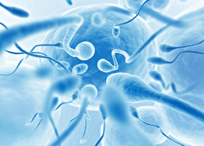 Les spermatozoïdes ne nagent pas comme on le pensait, selon une nouvelle étude