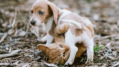 Chien Chat En Ils S Appellent Rio Ou Ruby Parents Fr Chien Chat En Ils S Appellent Rio Ou Ruby Parents Fr