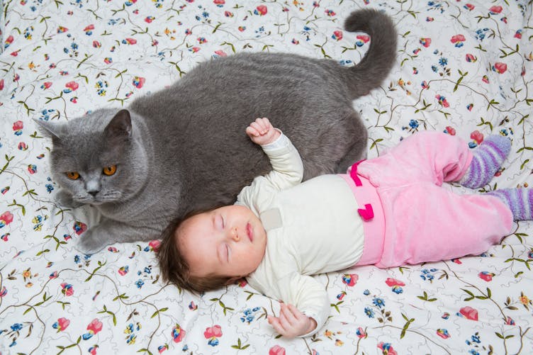 bébé et chat