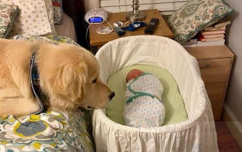 L Adorable Video D Un Golden Retriever Qui Prend Soin D Un Nouveau Ne Parents Fr L Adorable Video D Un Golden Retriever Qui Prend Soin D Un Nouveau Ne Parents Fr