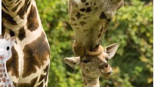 Anniversaire : pour ses 60 ans, Sophie la girafe se bat pour la sauvegarde des girafes