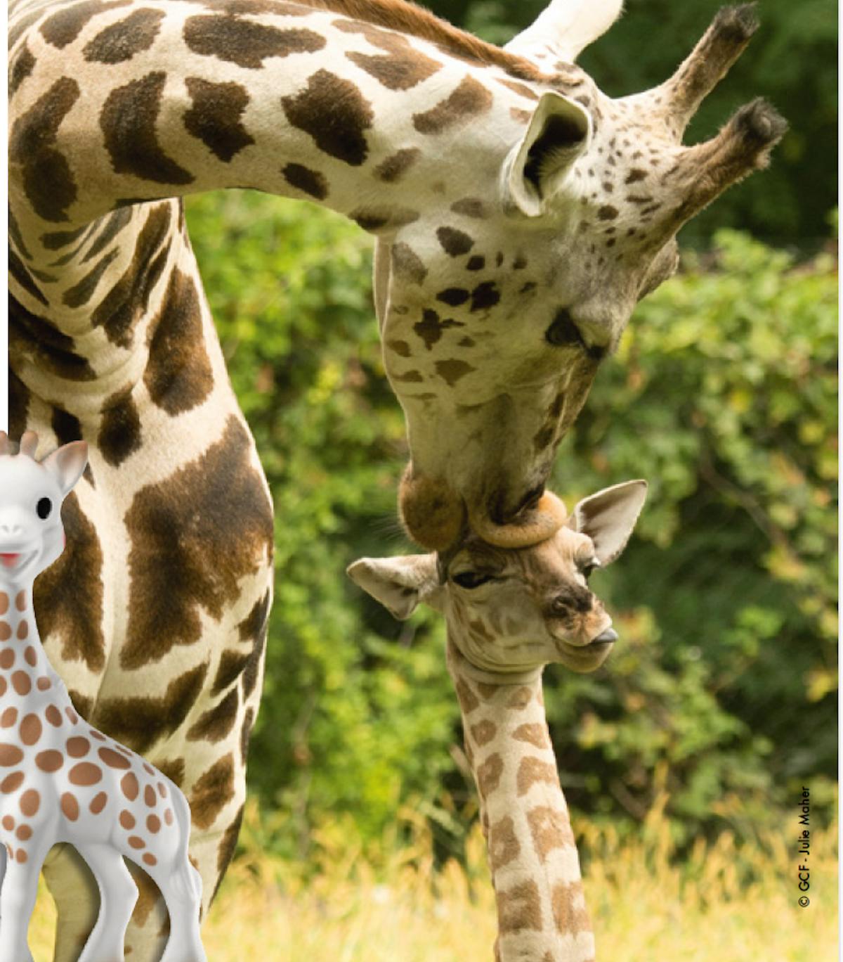 Inquiétude sur les réseaux sociaux après les photos de moisissures de Sophie  la Girafe