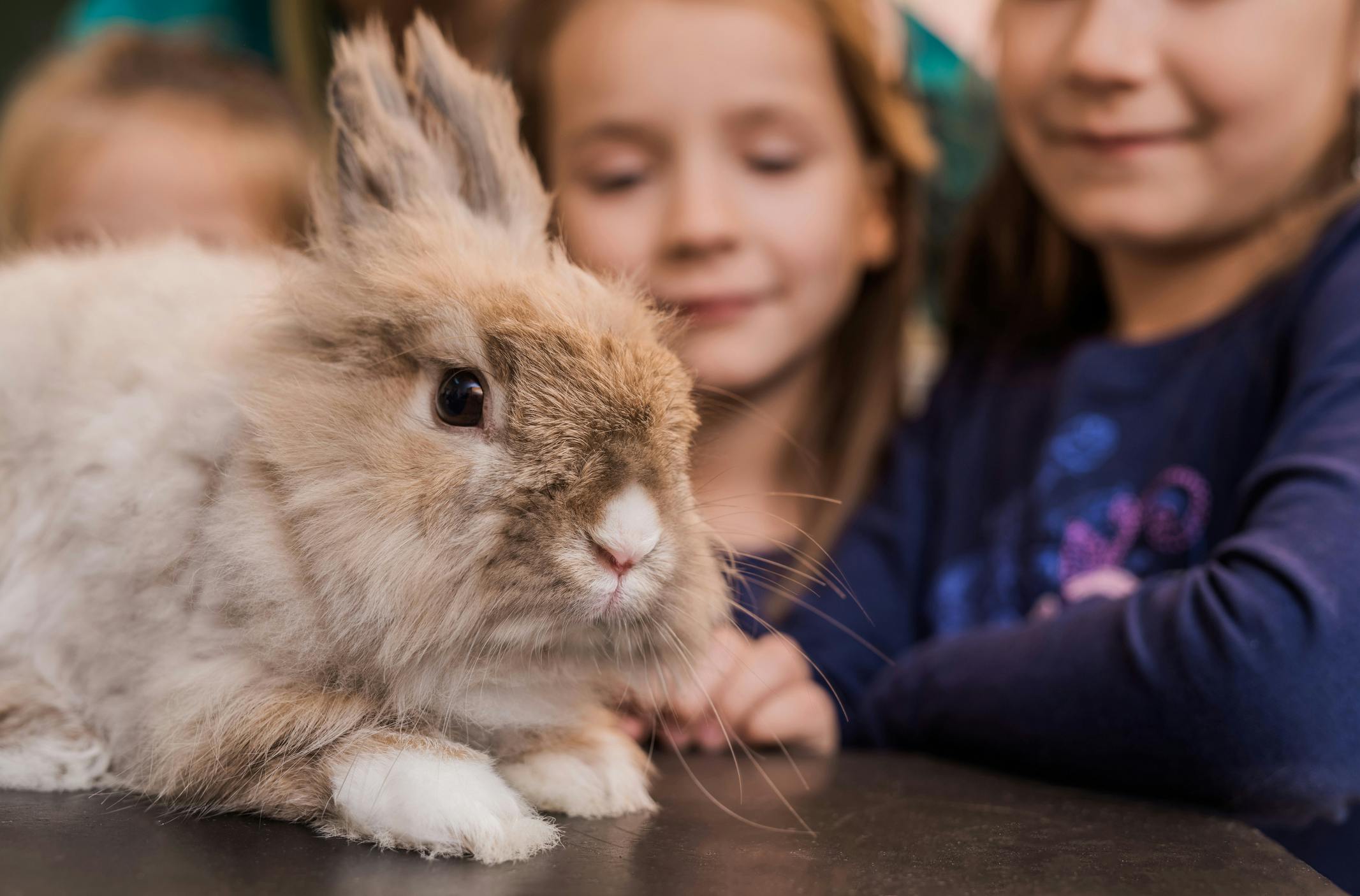 Comment J Ai Adopte Un Lapin Sur Le Bon Coin Parents Fr