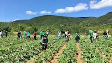 Blédina : la Cueillette des curieux de retour pour l'été
