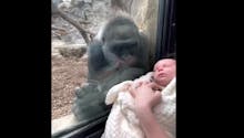 Vidéo : la rencontre fascinante entre une jeune mère gorille et une maman accompagnée de son nouveau-né