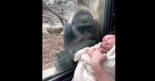 Vidéo : la rencontre fascinante entre une jeune mère gorille et une maman accompagnée de son nouveau-né