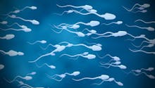 Spermatozoïdes : quelle est leur durée de vie ?