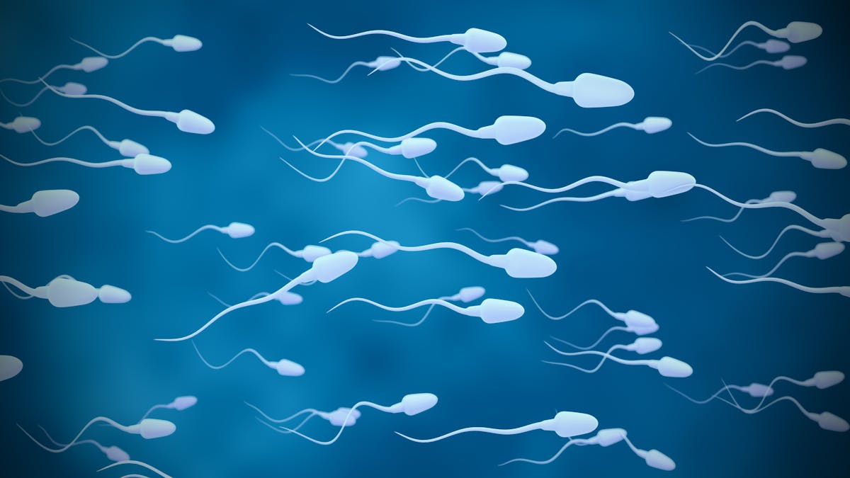 Le Spermatozoide Met Combien De Temps Pour Atteindre L'ovule Spermatozoïdes : quelle est leur durée de vie ? | PARENTS.fr