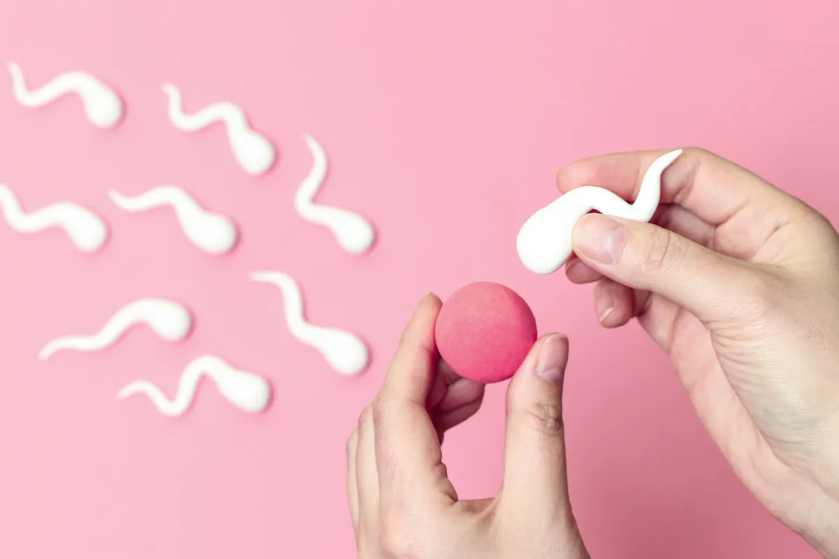 Comment Faire Une Insémination Artisanale A La Maison