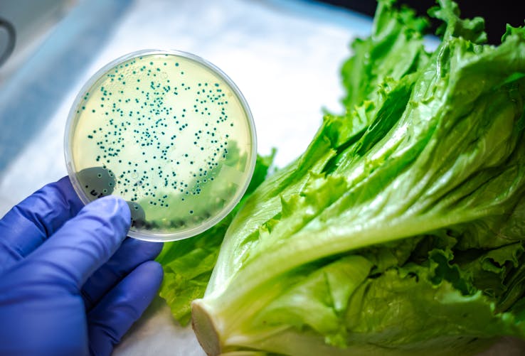 Salmonelles, Listeria, E. Coli : zoom sur 3 bactéries présentes dans nos assiettes