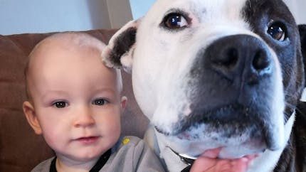 Le chien familial attaque son fils de 2 ans, cette maman met en garde les autres parents : « C'était son meilleur ami »