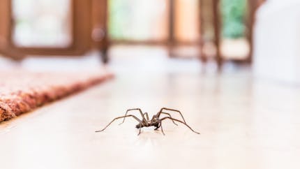Tout savoir sur les morsures et piqûres d'araignée 
