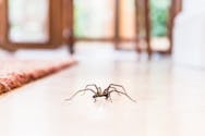Tout savoir sur les morsures et piqûres d'araignée
