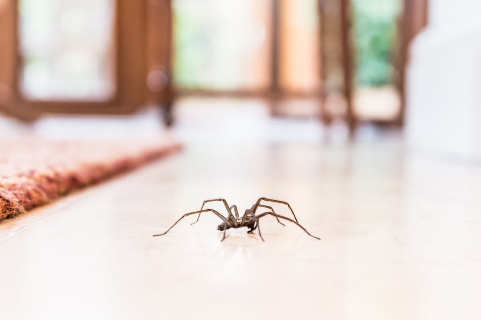 Tout savoir sur les morsures et piqûres d'araignée