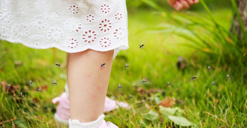 Des moustiques volent autour des jambes d'un bébé.