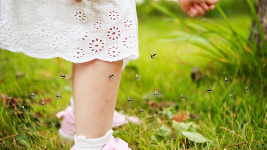 Des moustiques volent autour des jambes d'un bébé.