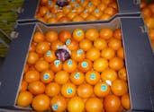 Des oranges rappelées dans toute la France en raison d’un pesticide interdit