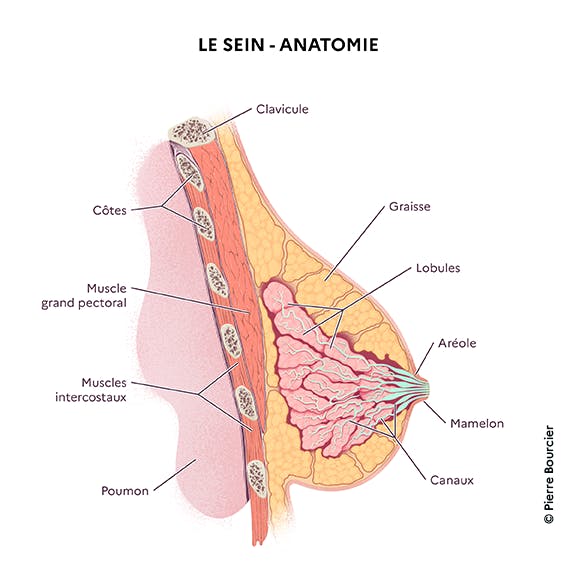Schéma anatomique du sein