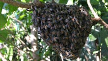 États-Unis : une mère se fait piquer 75 fois par des abeilles en essayant de protéger ses enfants